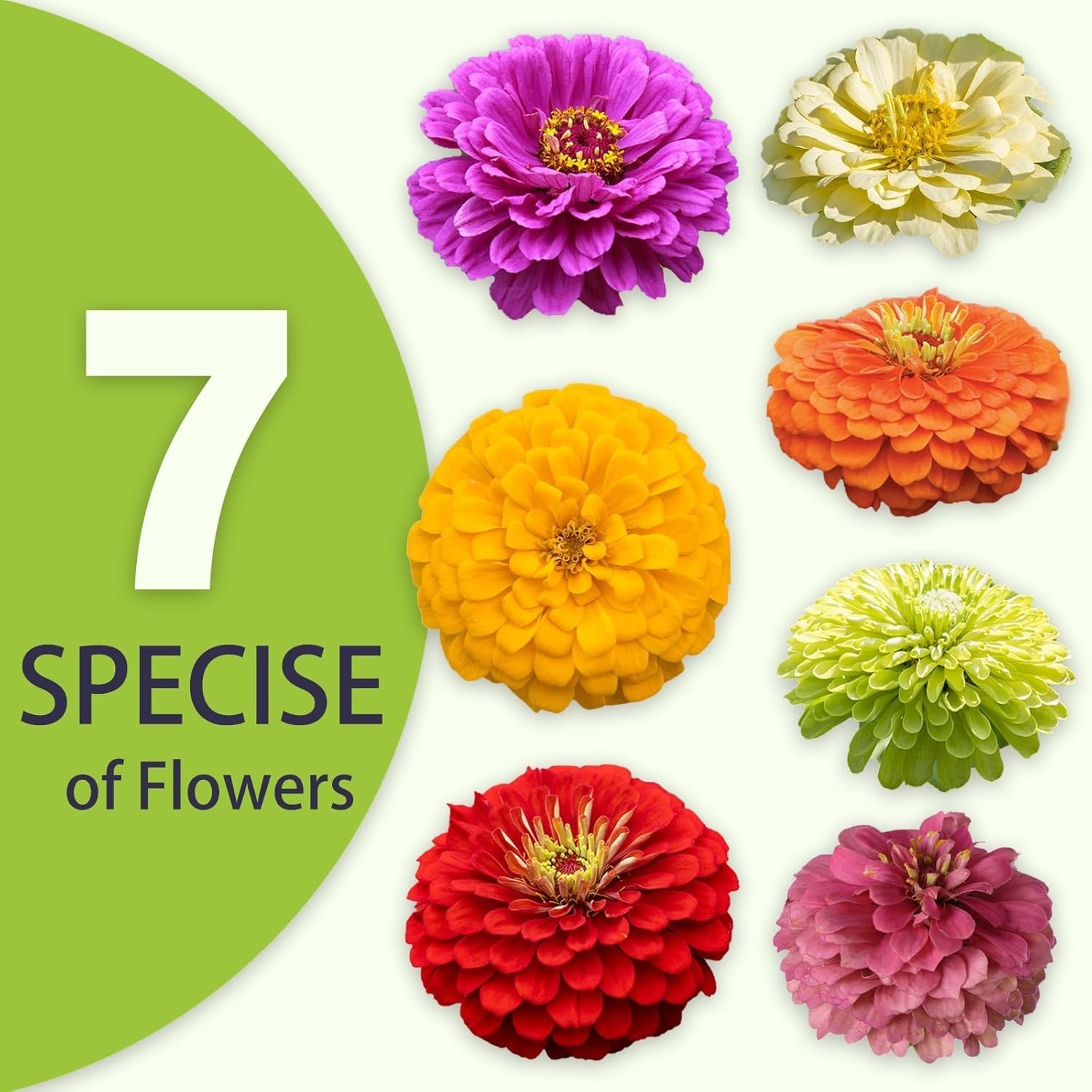 Zinnia Seeds Bulk 5,000+ | Outdoor Flower for Planting |Giant Zinnia Seeds