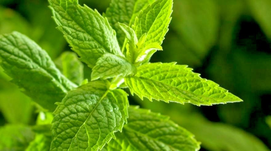 300+PEPPERMINT Seeds Teas Culinary Medicinal Organic Container Shade Garden Herb