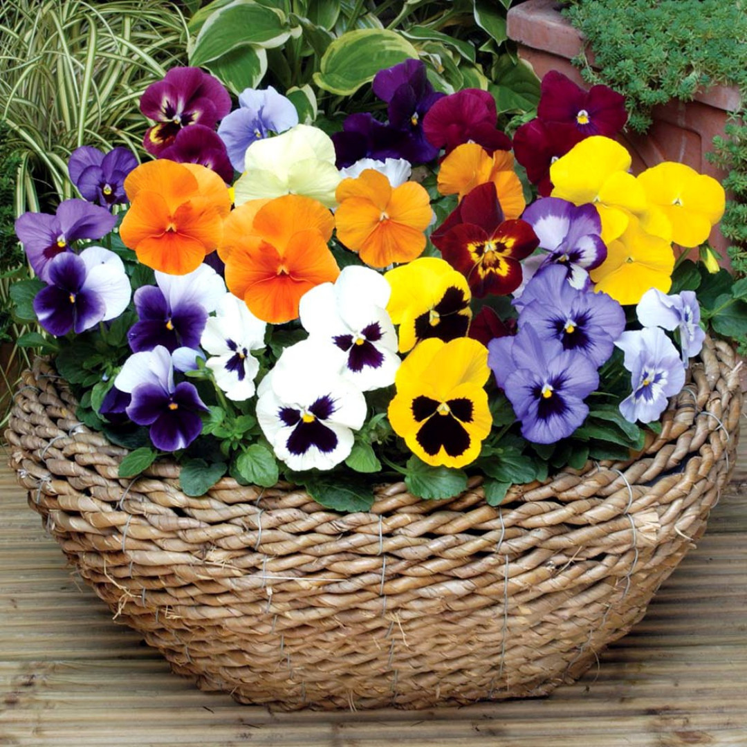 Fresh Premium Pansy Seeds | Swiss Giants | Heirloom Non-GMO | Flower seeds