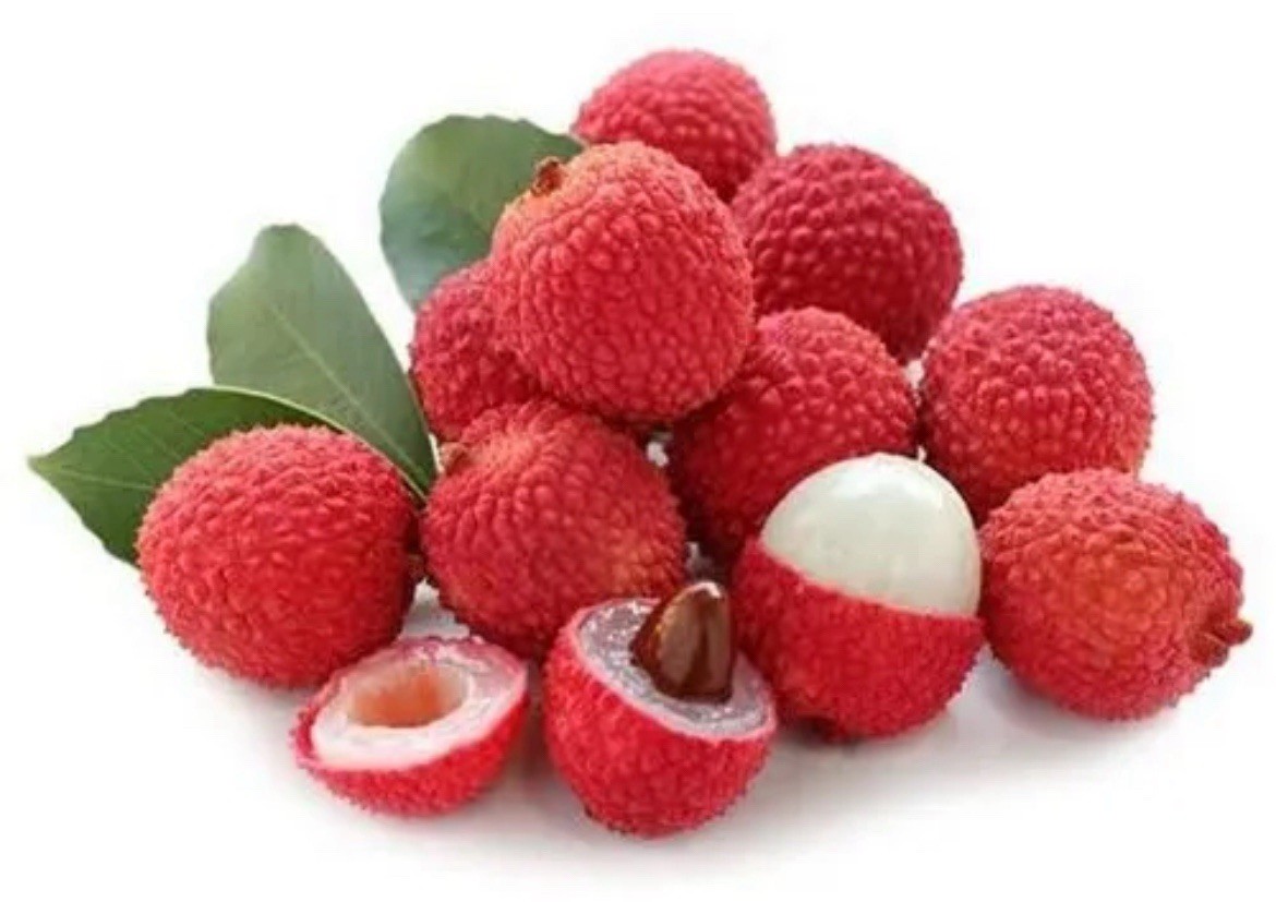 Lychee, Litchi Chinensis – 1 seedling about 6 inches