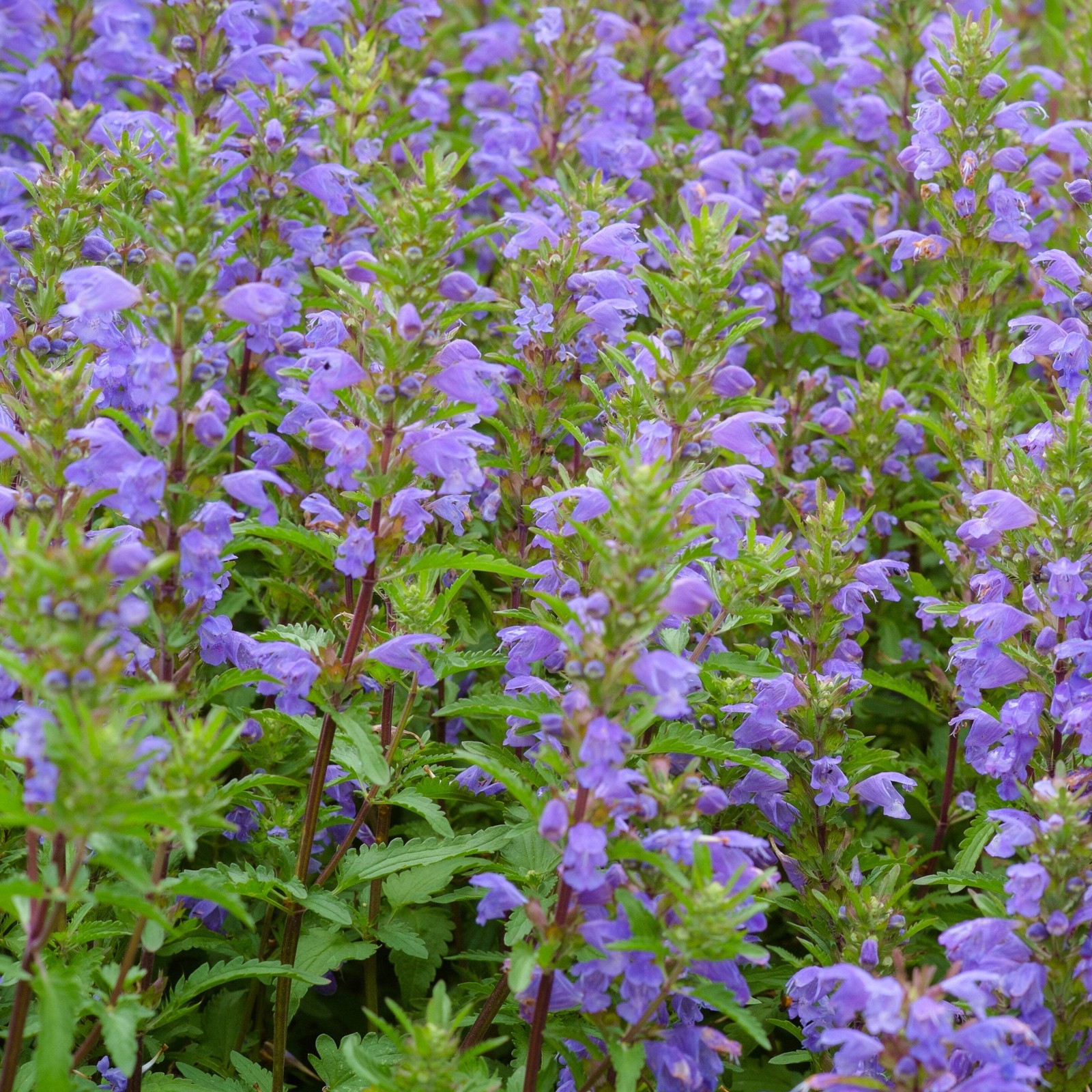 Moldavian Balm Seeds (Dracocephalum moldavicum) ~Traditional Tea Herb Garden