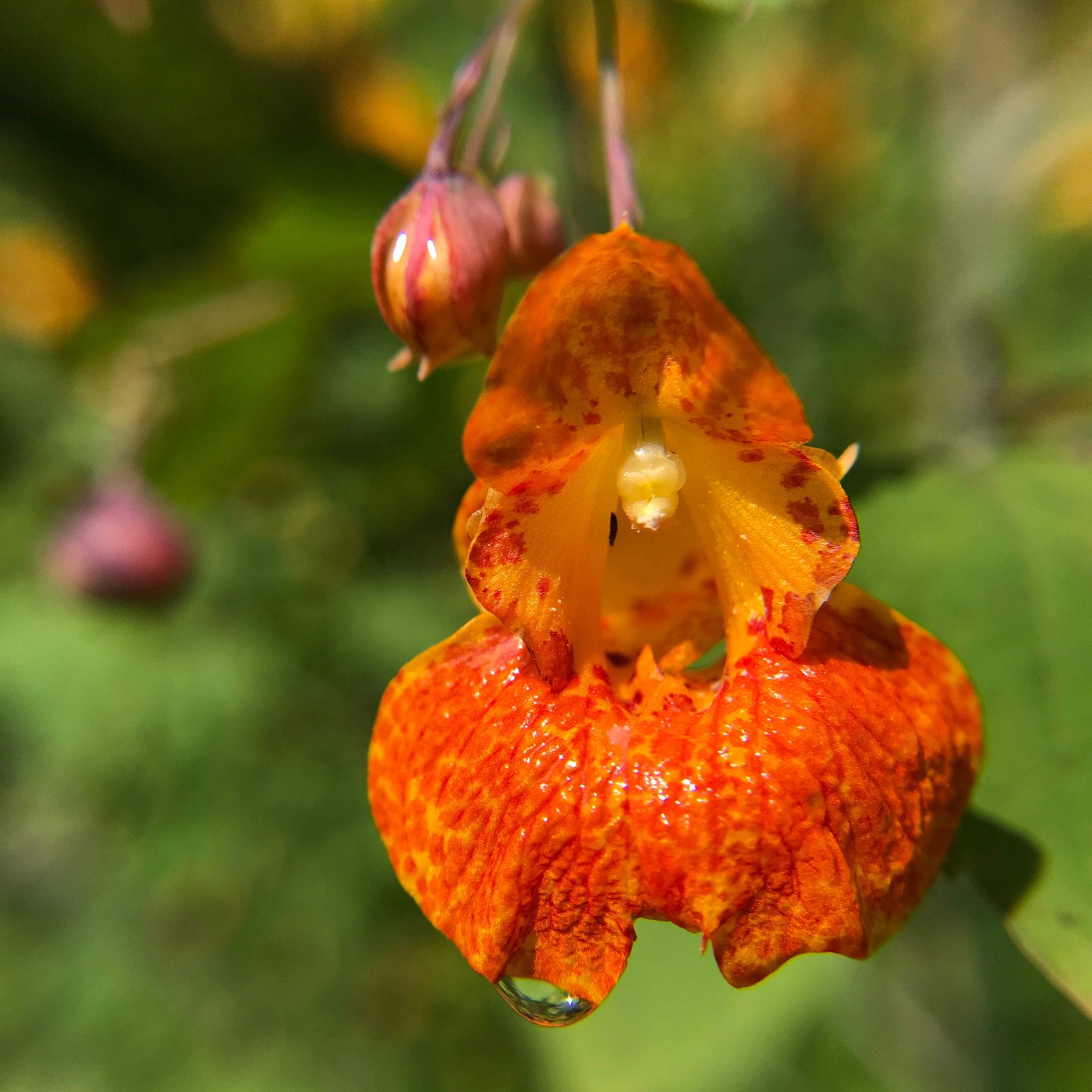 Jewelweed, Orange (Impatiens capensis)
