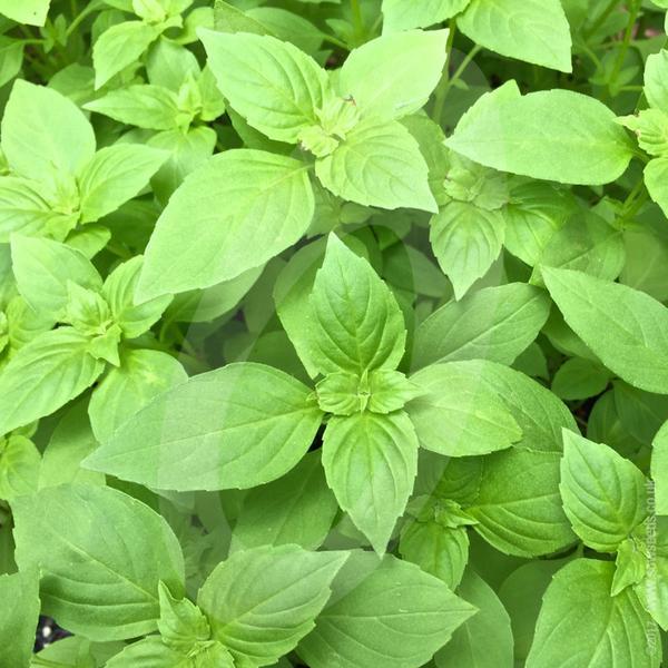 1oz Lemon Basil Seeds Culinary Garden Herb Heirloom (Approx 21,000 Seeds)
