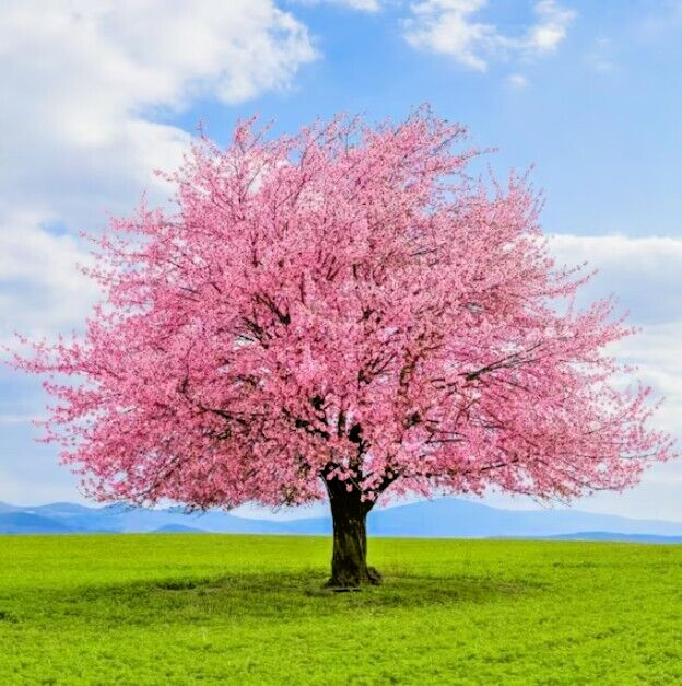 Japanese Flowering Cherry Tree | Premium Seeds | Prunus serrulata | Plants’®