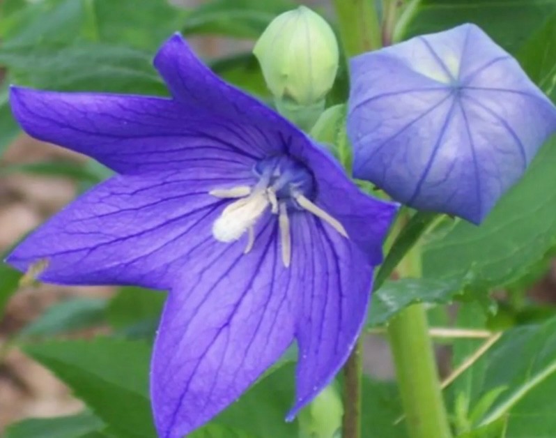 100+ Purple Beautiful Balloon Flower Seeds fall 2025 harvest