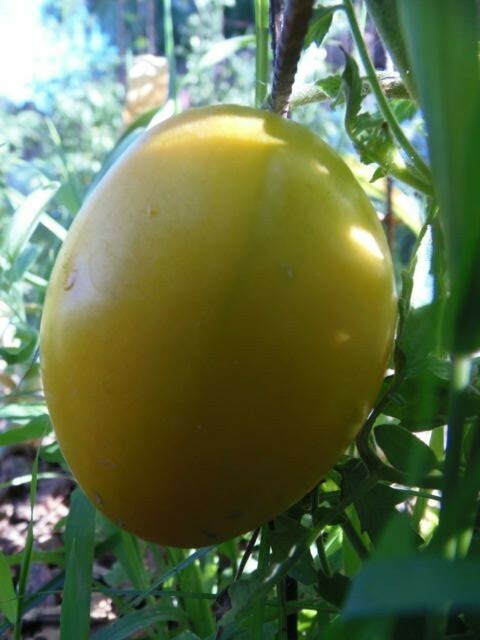 King of Siberia cold tolerant and productive golden heart tomato