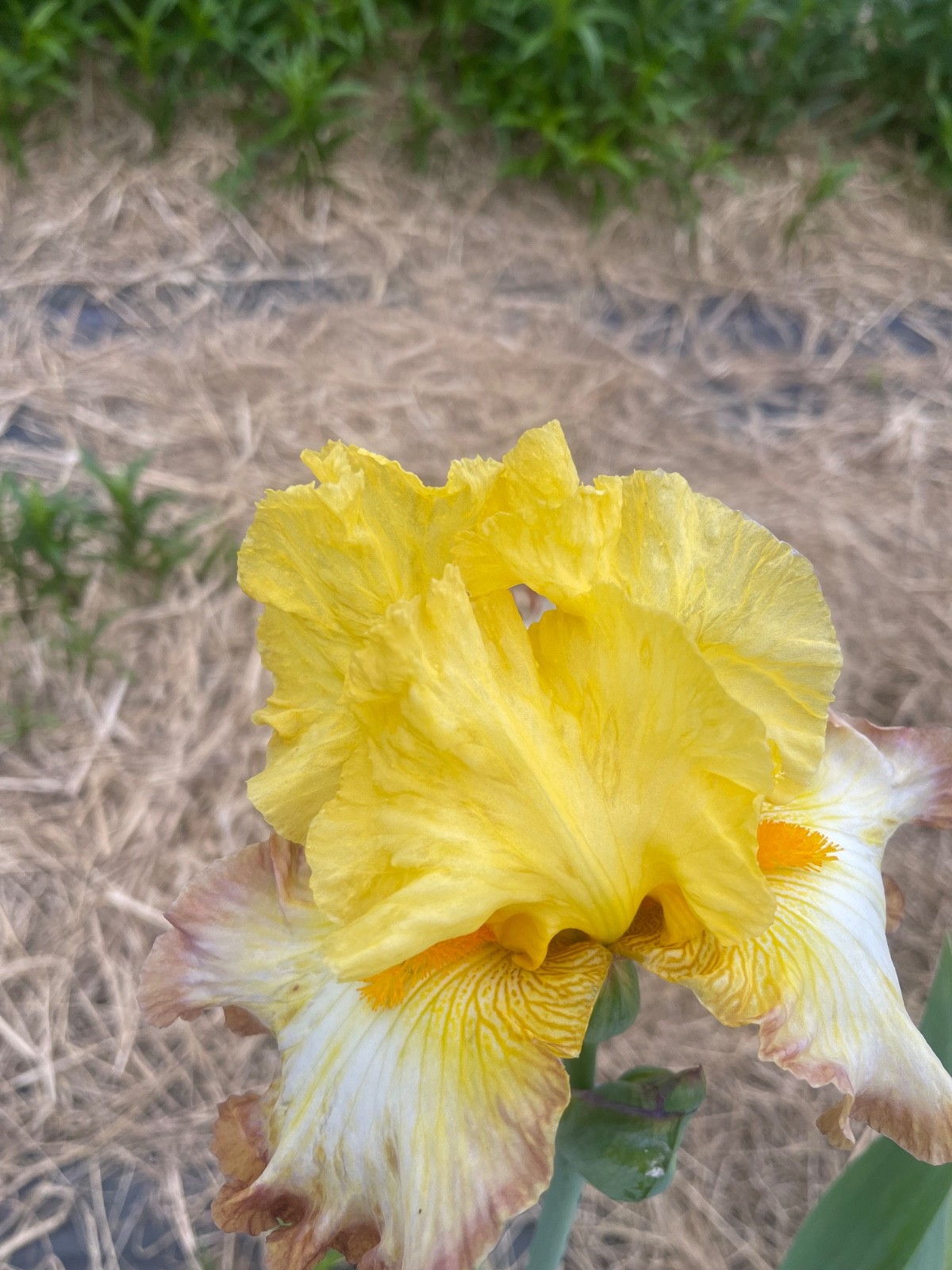 10 Fresh Dug Iris Rhizomes – Mixed Colors & Varieties