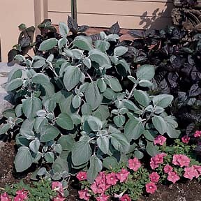 Plectranthus Silver Shield 100 seeds