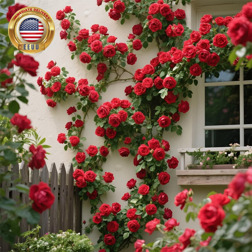 200+ Red Climbing Rose Seeds for Planting Outdoors Ornamental Climbing Flowers R