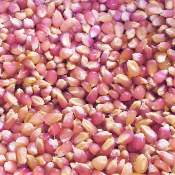 Pink Glass Gem Ornamental Corn Seeds | Neon Early Pink Pearl Popcorn Seed 2024