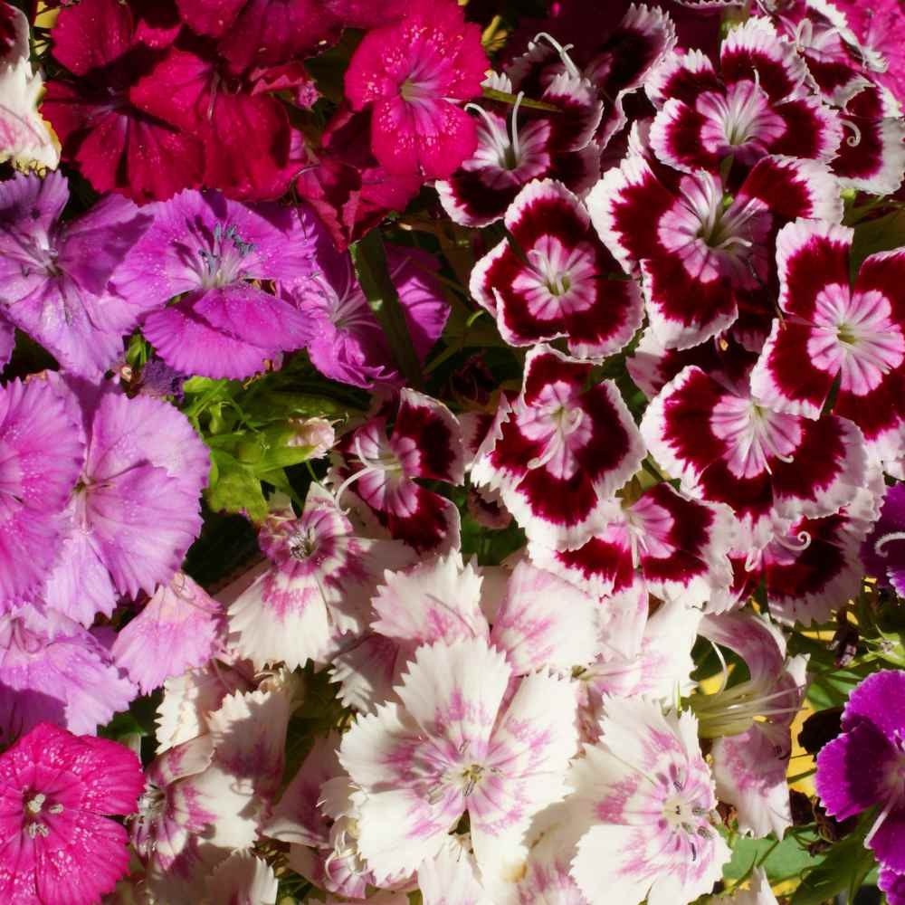 1 LB Dianthus Sweet William Seed Mix For Planting | Xeriscape Landscaping