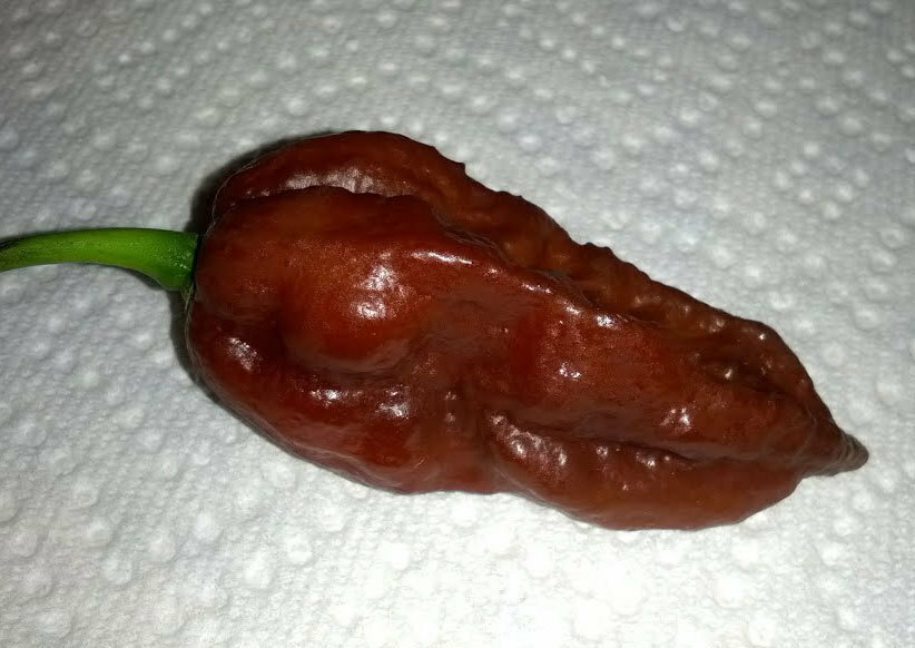 Bhut Jolokia Naga Chocolate | Ghost Chili Pepper | 20_Seeds