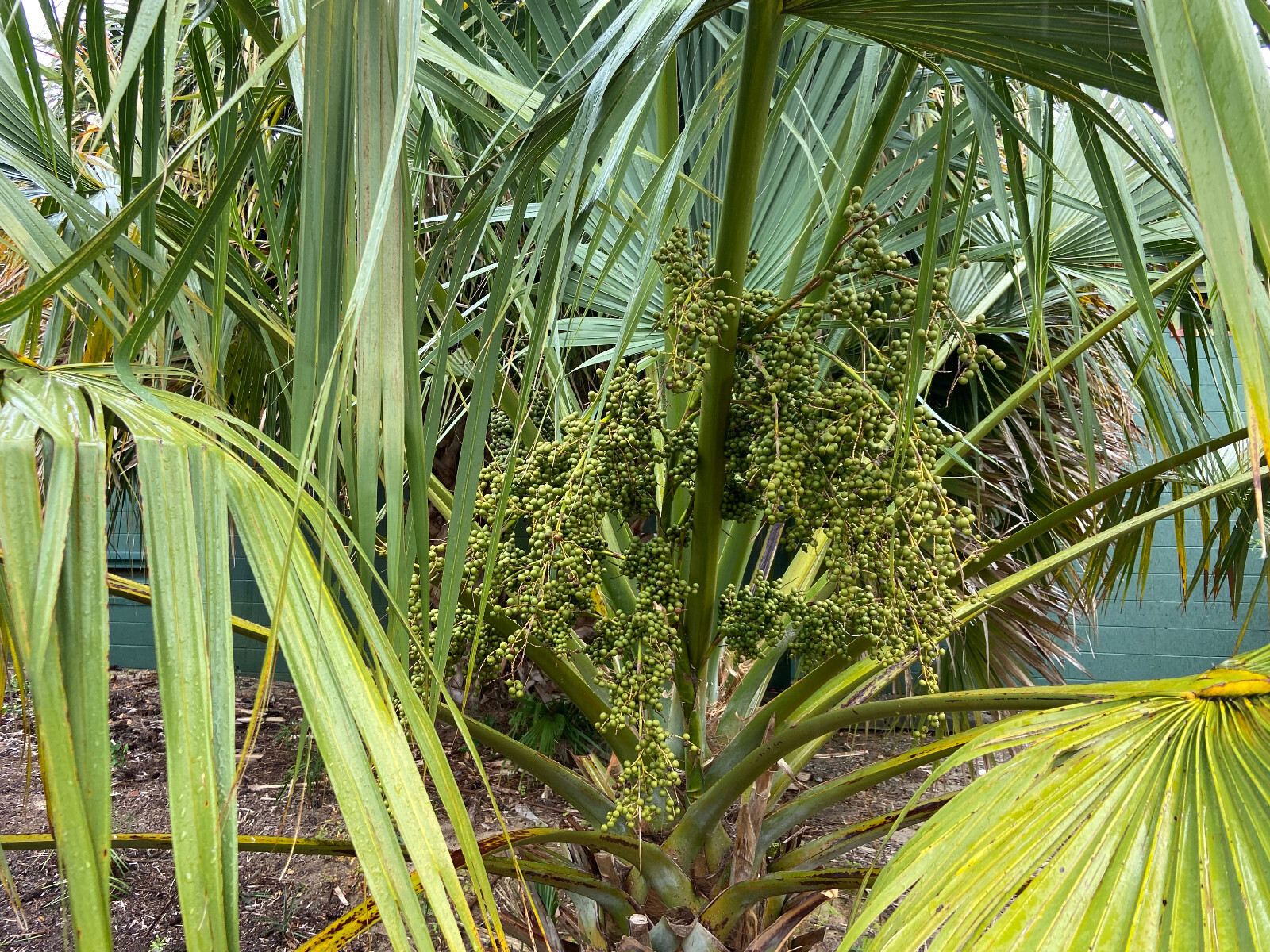 Sabal uresana (Green Form) Seeds! Rarely Offered, Cold-Hardy LARGE Palm!!!