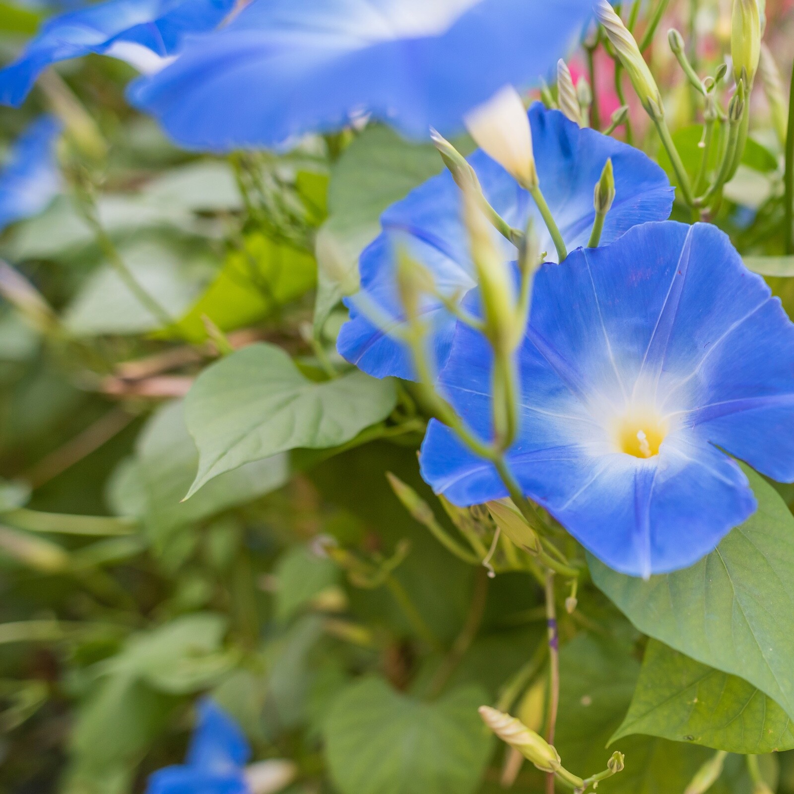 UNTREATED Morning Glory Seeds Heavenly Blue Flower Ipomoea fresh BULK seeds 1oz