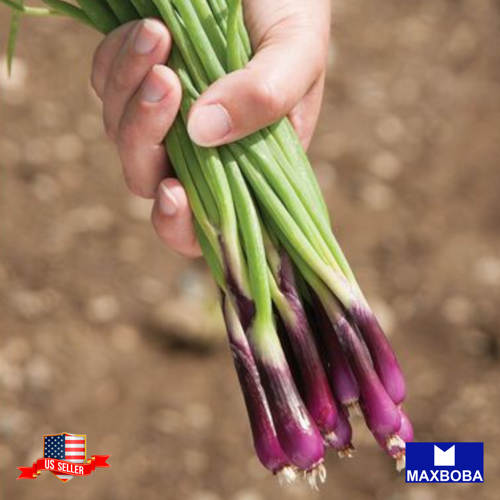 Onion Seeds Bunching Red Beard Vegetable Heirloom Non-GMO