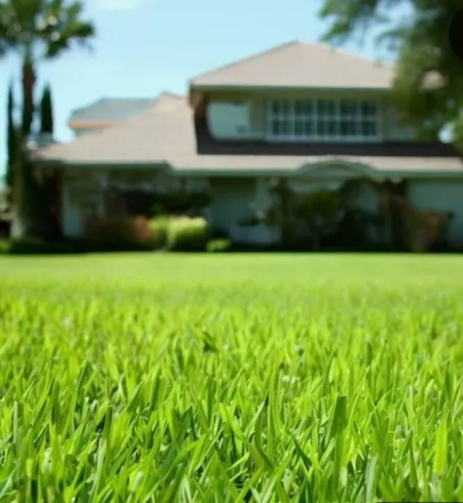 🇺🇸 Premium Hollywood Bermuda (hulled) Grass Seed Drought tolerant