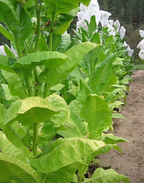 1000 Havaña Z299 Tobacco Seeds ~ Heirloom Non-GMO Nicotiana Tabacum Fast Growing