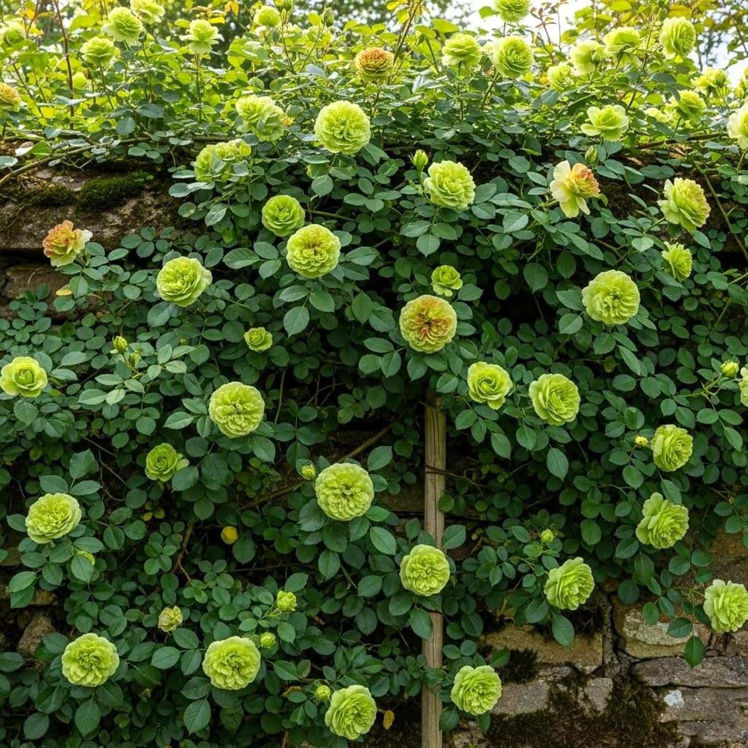 Climbing Rose Seeds for Planting – 300+ Mix Climbing Rose Rosa Bush Vine Climbin