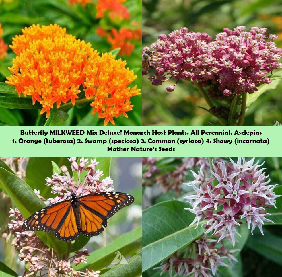 MILKWEED MIX DELUXE Perennials Monarch Butterfly Host Plant Non-GMO 100 Seeds!