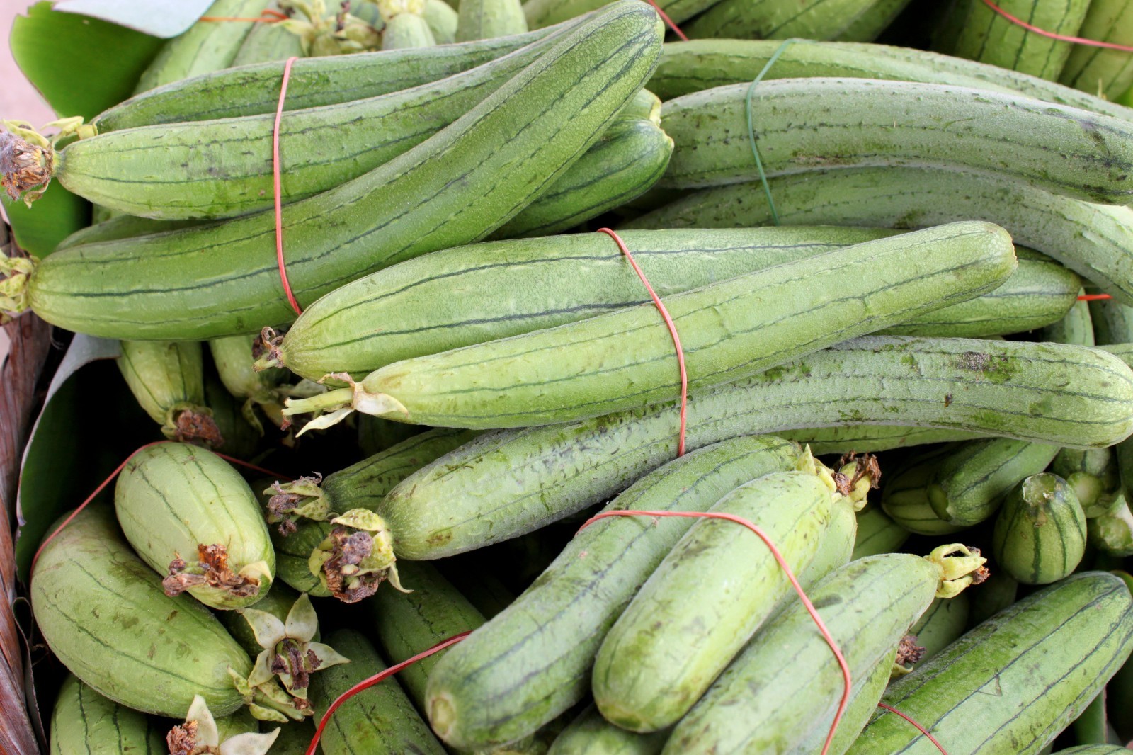 Luffa Gourd Seeds