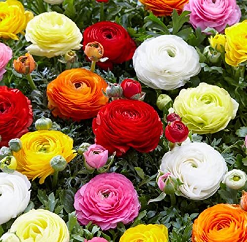 Dozen Mixed Peony Ranunculus Bulbs – Ships from Iowa – 12 Large Healthy Bulbs