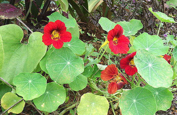 Tropaeolum nanum | Empress Of India | Indian or Monks Cress | 10 Seeds