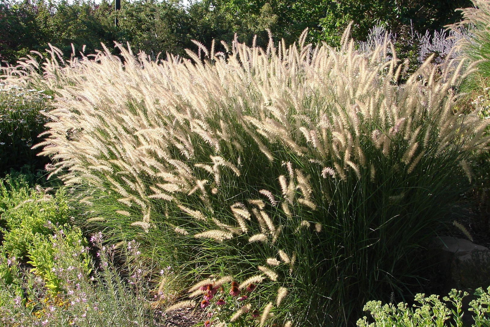 25 Dwarf Purple CHINESE FOUNTAIN GRASS Pennisetum Alopecuroides Hardy Ornamental
