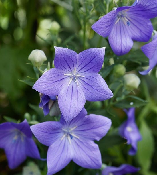 Balloon Flower SEEDS, (Platycodon grandiflorus) Bellflower