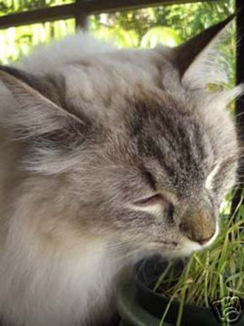 ORGANIC WHEAT GRASS 6000 SEEDS CAT/RABBIT/DOG/BIRD/TURTLE & HUMANS FRESH 2023*