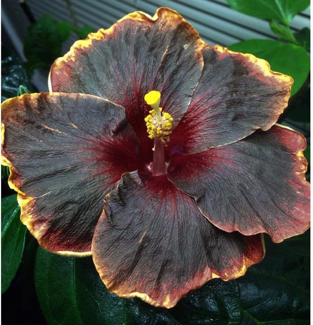 Beautiful Black Pink Purple Hibiscus Seeds – 20 Count for Culinary Gardens