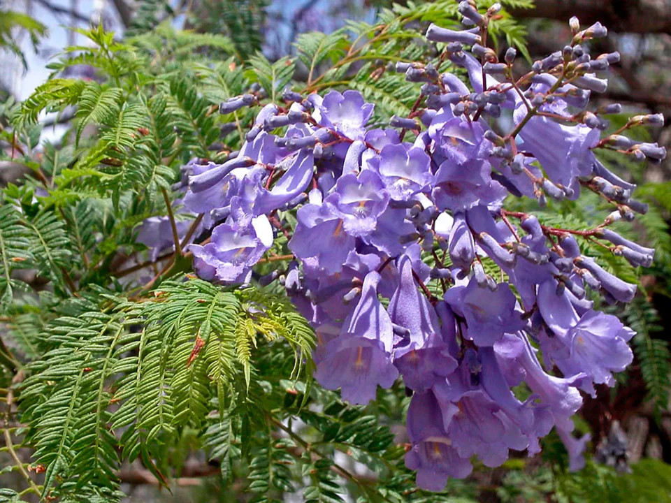 Jacaranda Purple Tree Seeds | Lavender Blue Flower Tropical Plant Tree Seed 2024