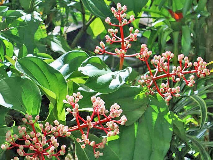 Medinilla madagascariensis | 10 Seeds