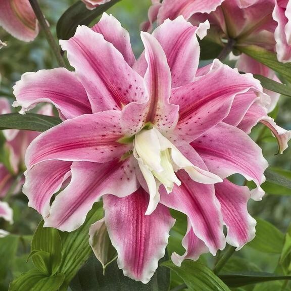 Oriental Lily DISTANT DRUM Double ( 1 ) Bulb * Deliciously Fragrant Scent