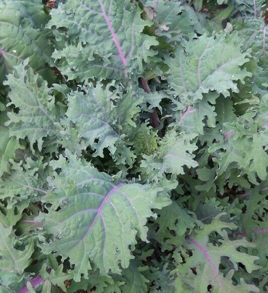 RED RUSSIAN KALE SEEDS 500+ healthy VEGETABLE greens SURVIVAL FREE SHIPPING