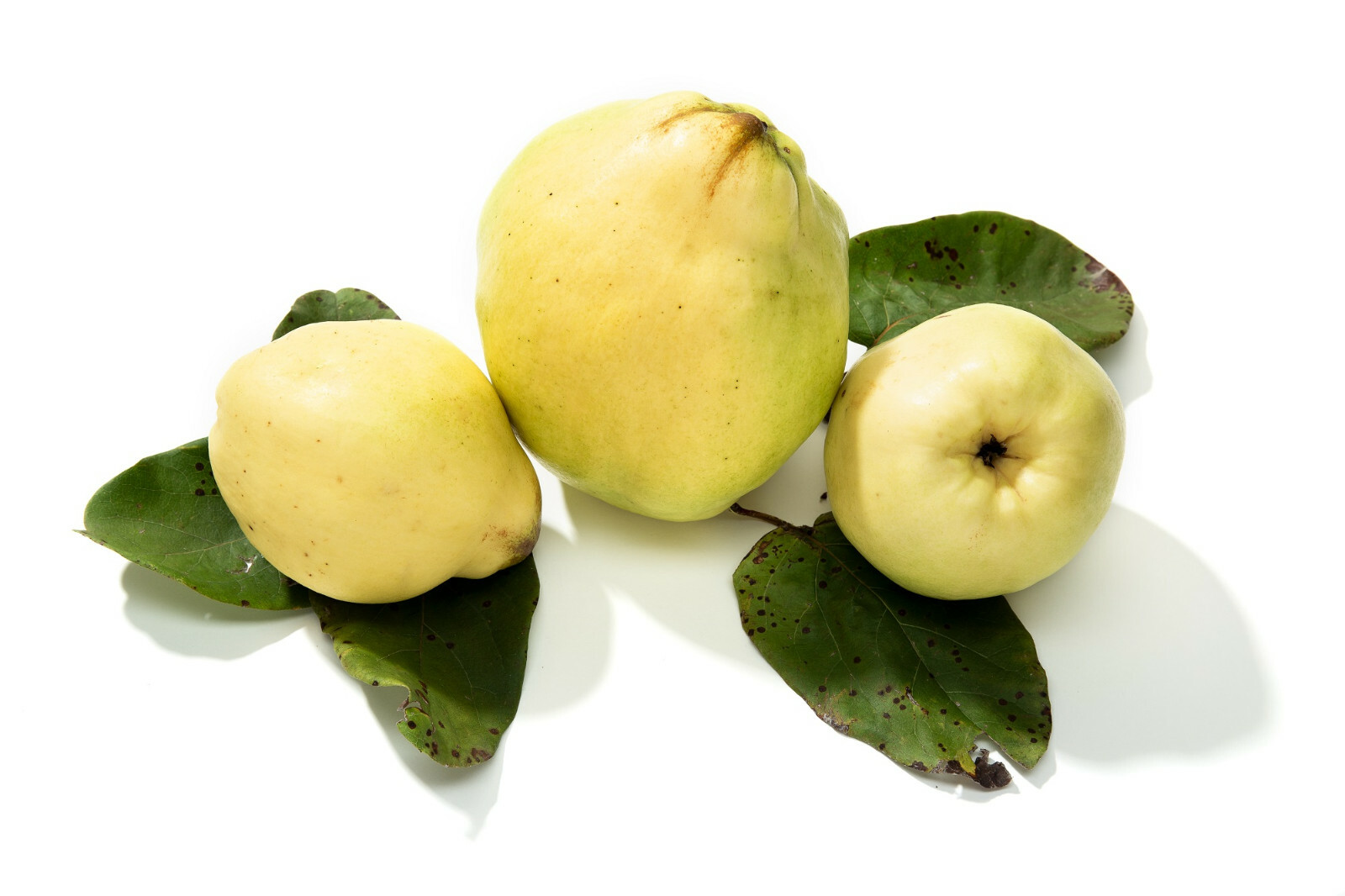 20 Common Quince (Cydonia oblonga) Fruit Tree Seeds, Sweet Edible Fruits