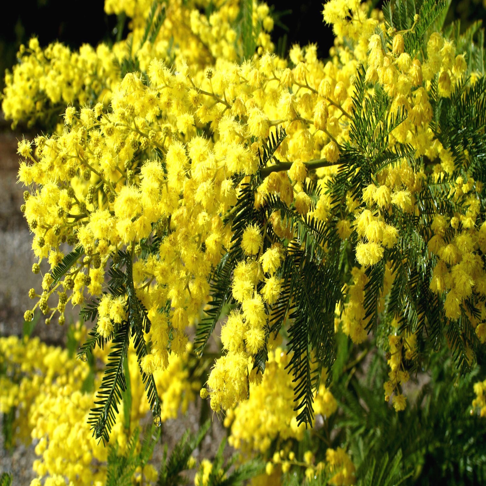 10 FORMOSAN KOA TREE SEEDS (Acacia confusa) Fast Growing Flowering Exotic Plant