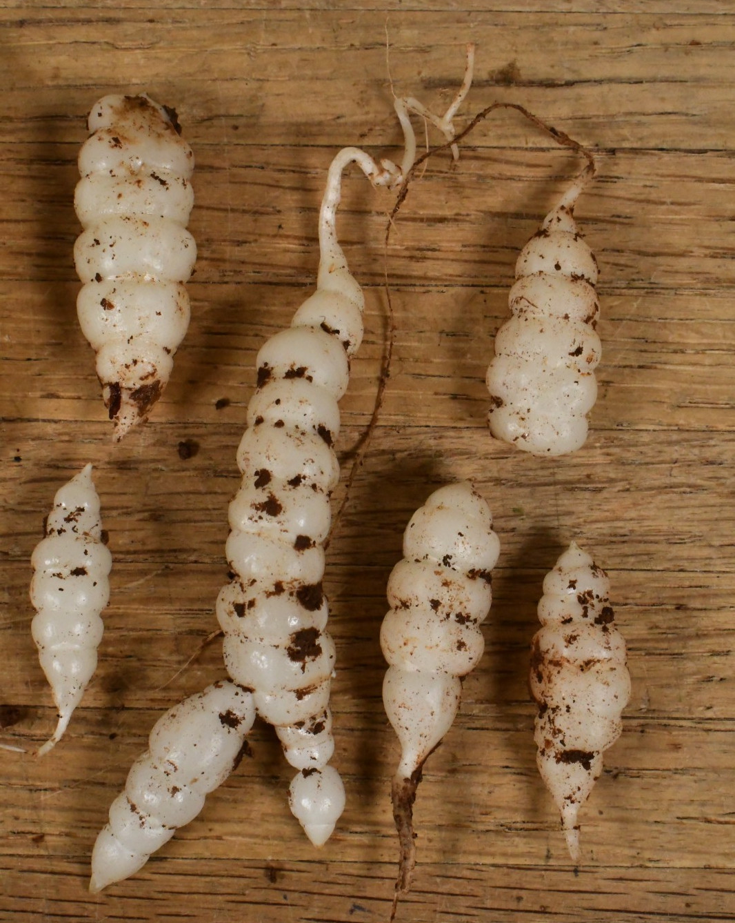 14 Stachys Affinis CROSNE Chinese Artichoke Root Bulbs Tubers Planting Crosnes