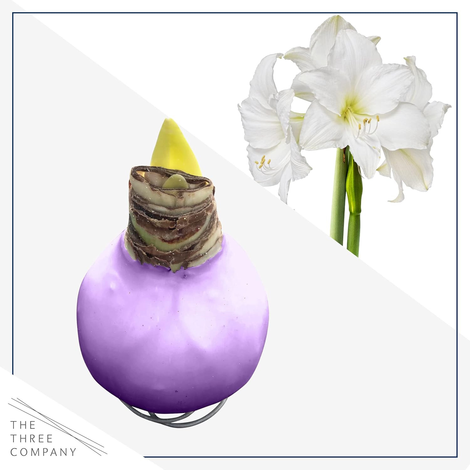 Waxed Amaryllis Bulb – Purple Wax, White Blooms – Easy Care – No Watering Needed