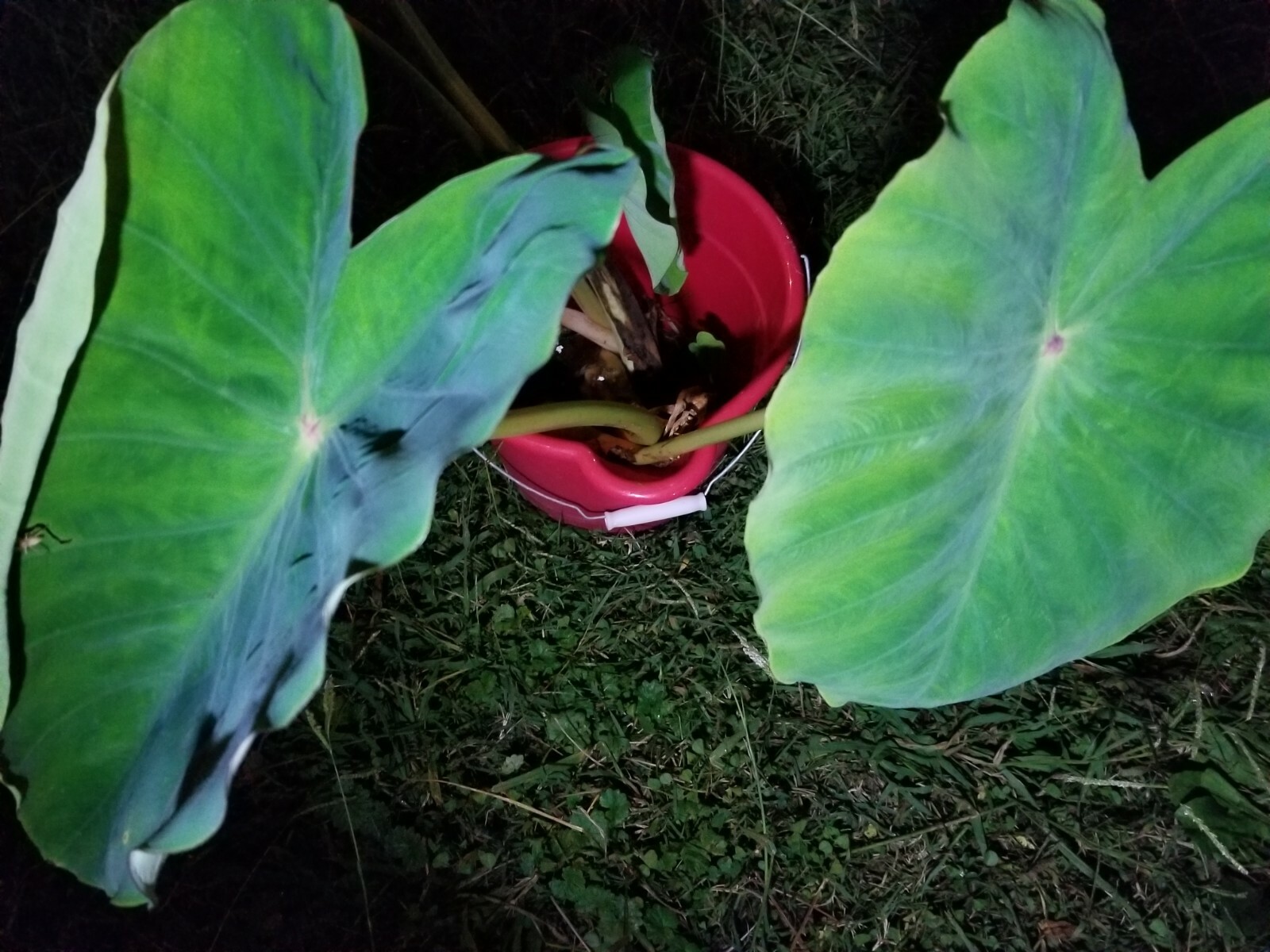 elephant ear bulbs or taro of sort (unknown variety) lot of 2 bulbs for good