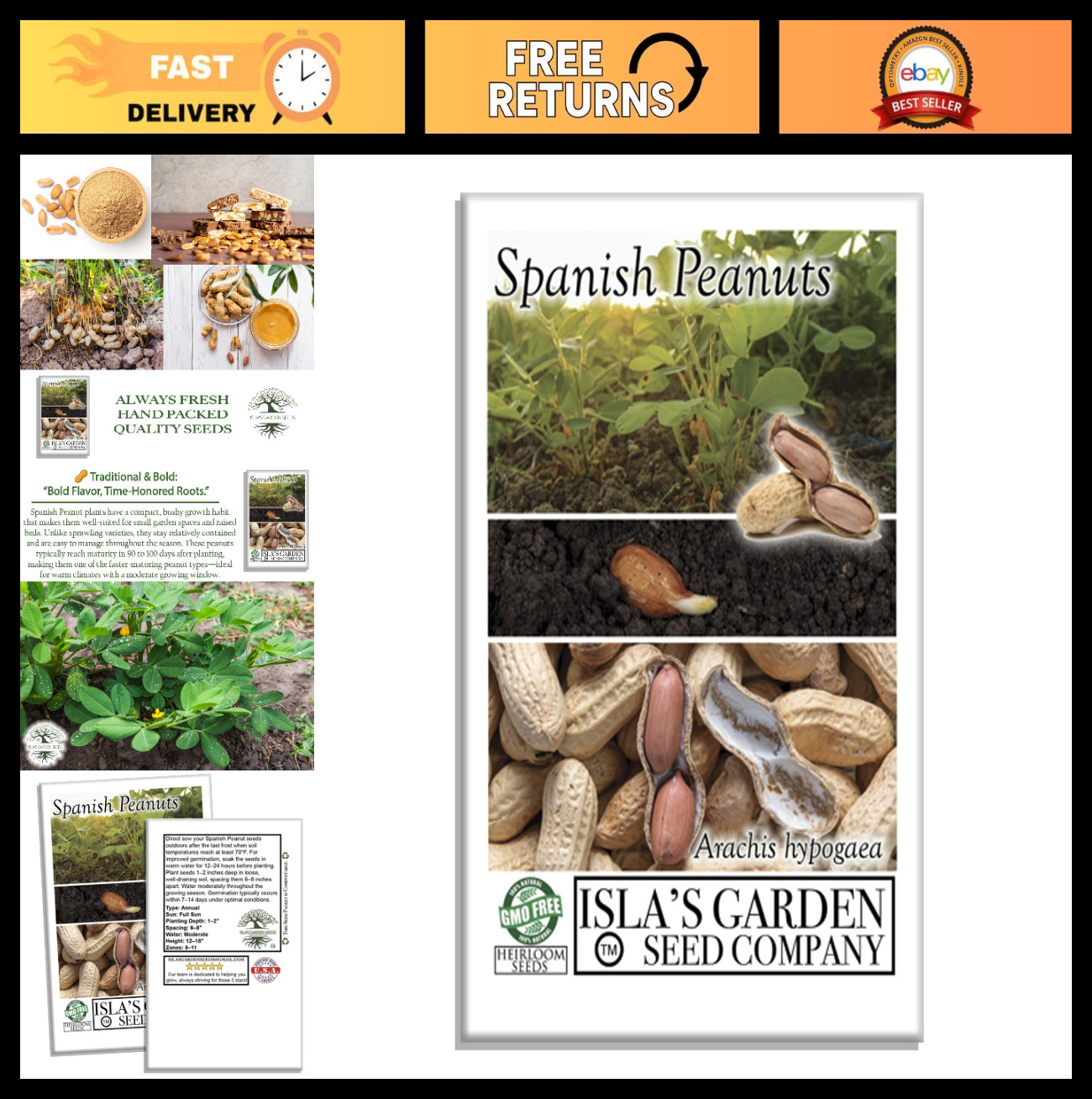 Non-GMO Spanish Peanut Seeds – 20 Heirloom, Early-Maturing, Bold Flavor for Roas