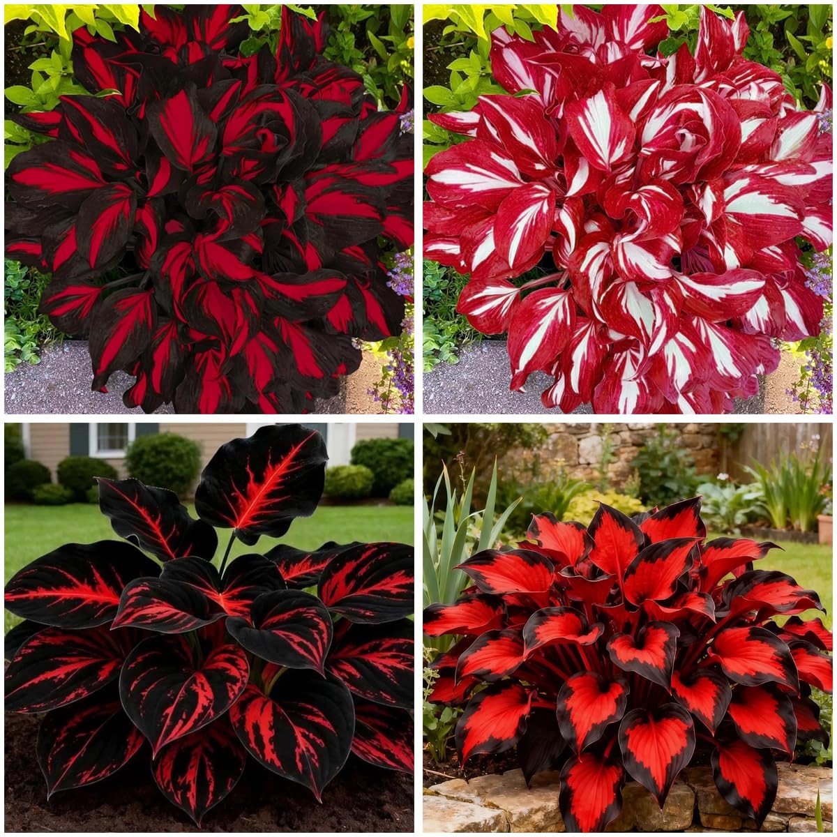 Mixed 300+ Hosta Seeds for Planting, Hostas Seeds Rare Perennial Under Trees &