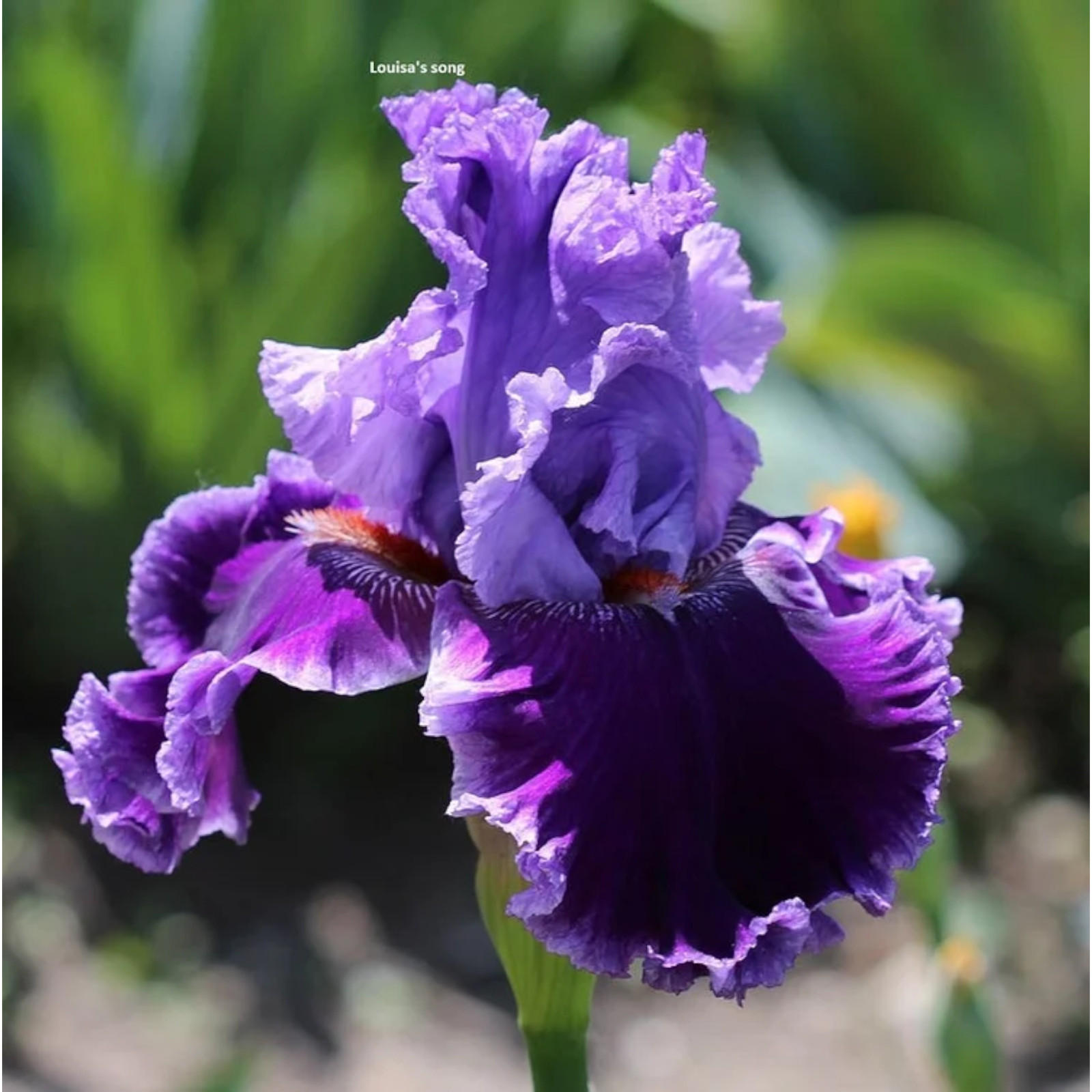 Mixed Color Rare Iris Flower Seeds (30pcs) – Perennial, Iris for Autumn Blooms