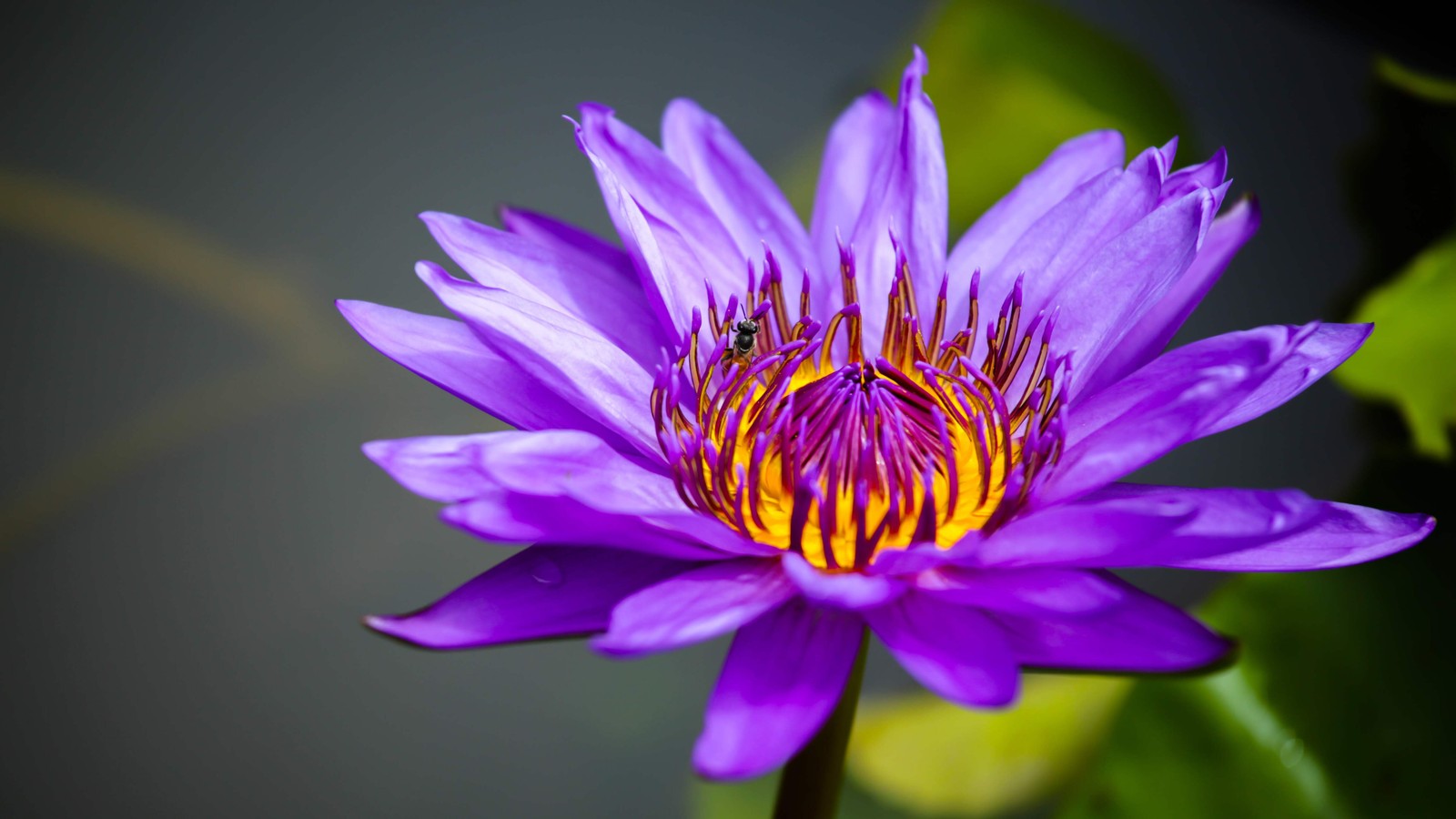 3 Organic Mixed Colors LOTUS Nelumbo Pond Water Lily Lilypad Blue Flower Seeds