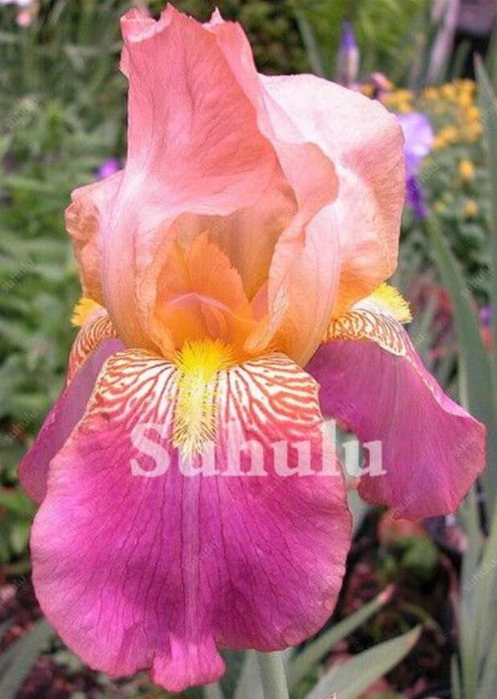 20 SEEDS for Fuchsia Pink IRIS rare flower exotic bloom garden plant USA Seller