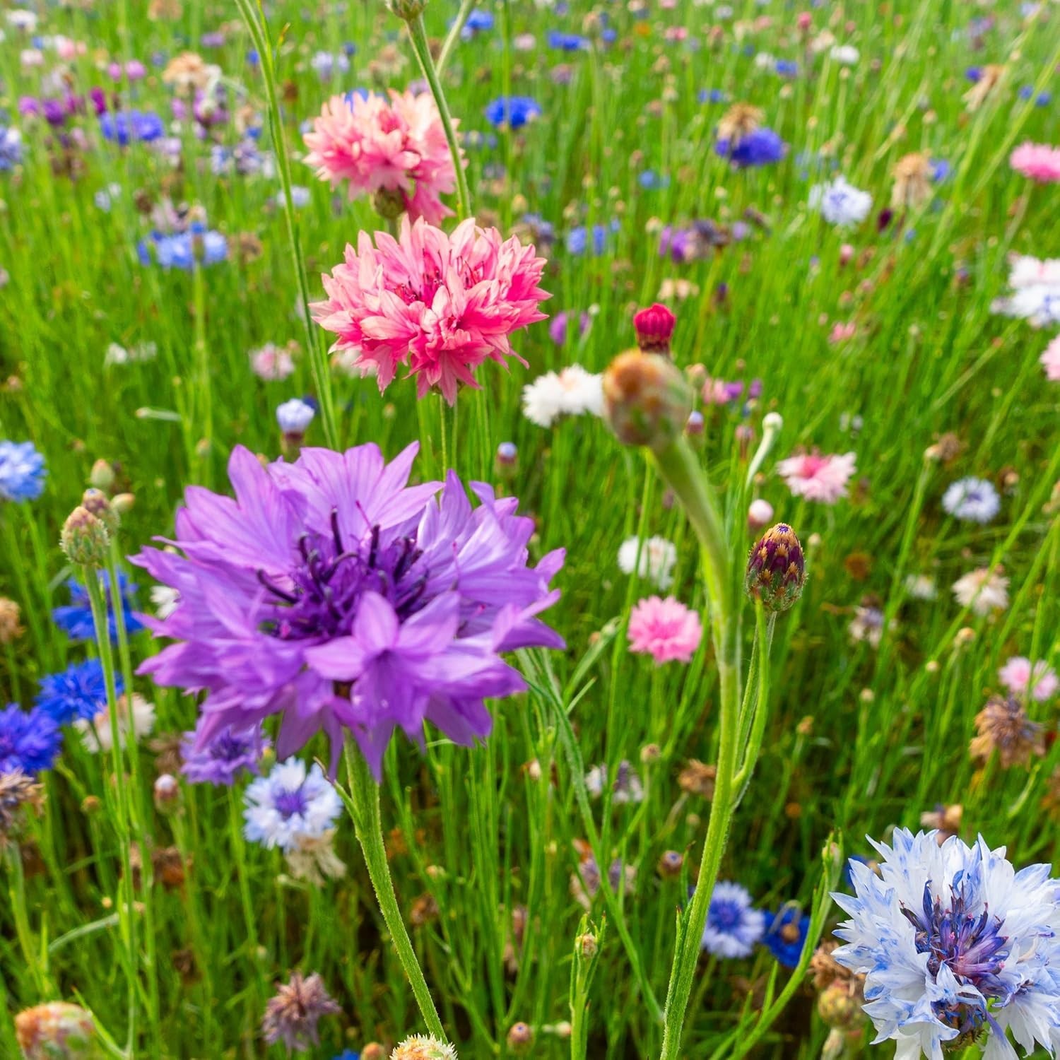 The Old Farmer’s Almanac Bachelors Buttons Seeds – Blue,Pink,Purple,White