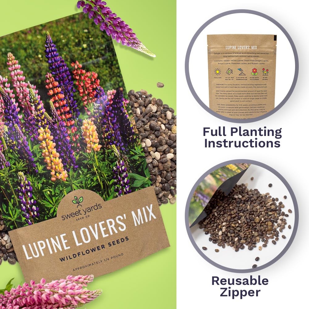 Bulk Lupine Mix Wildflower Seeds 1/4 Pound Bag Over 4,500 Untreated Annual