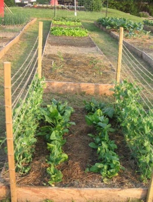 250+ Giant Noble Spinach Seeds Heirloom NON-GMO Fresh Seeds for Your Garden