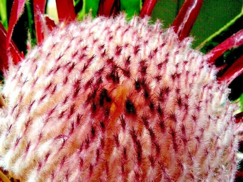 10 Queen (Protea magnifica) Seeds Rare South African “Woolly Beard” Flower