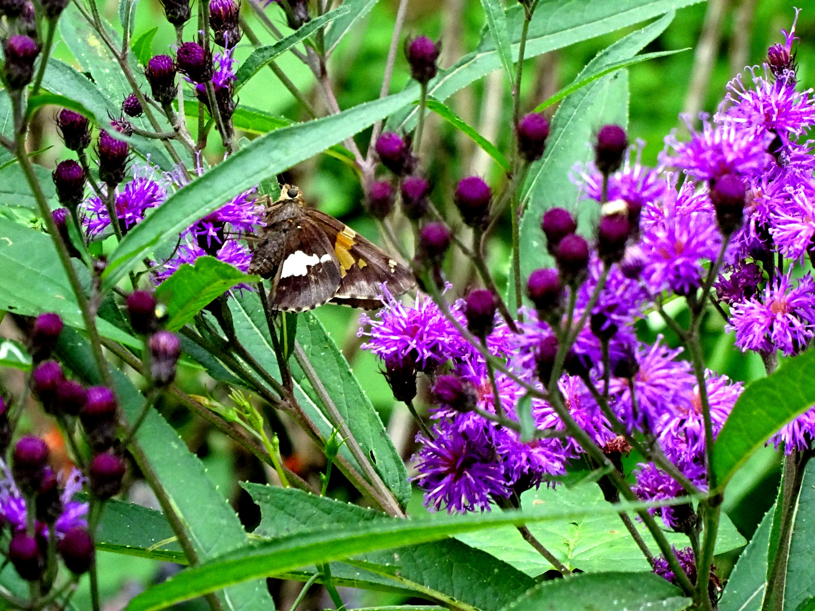 Vernonia noveboracensis New York Ironweed Native Perennial 50 seeds from 2025