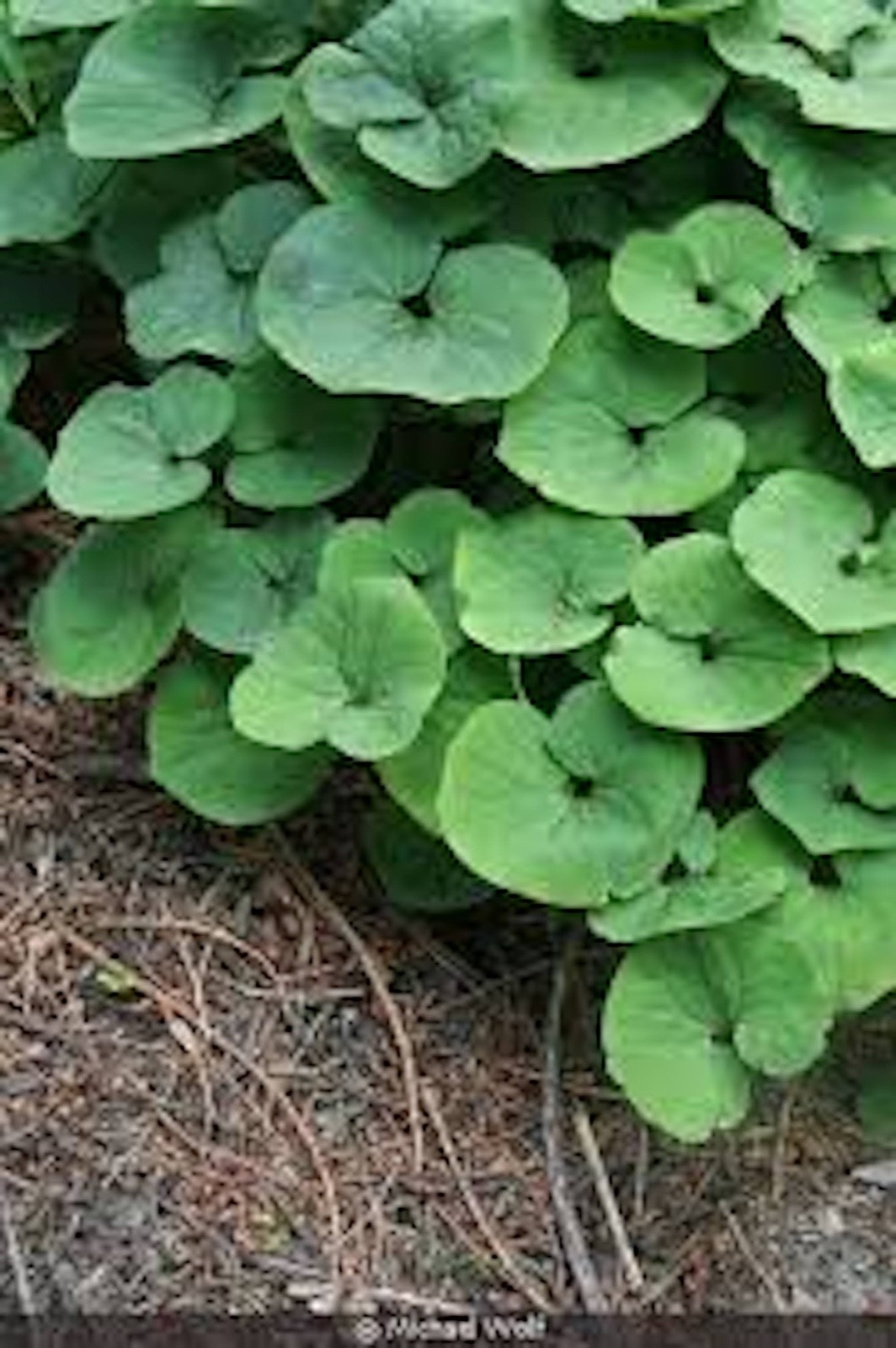 10 Wild Ginger Roots Asarum Canadense Bareroot Native Wildflower